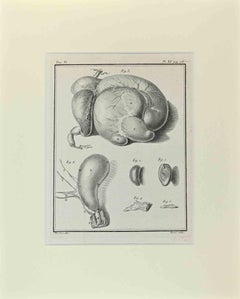 Anatomie animale - Gravure de Buvée l'Américain - 1771