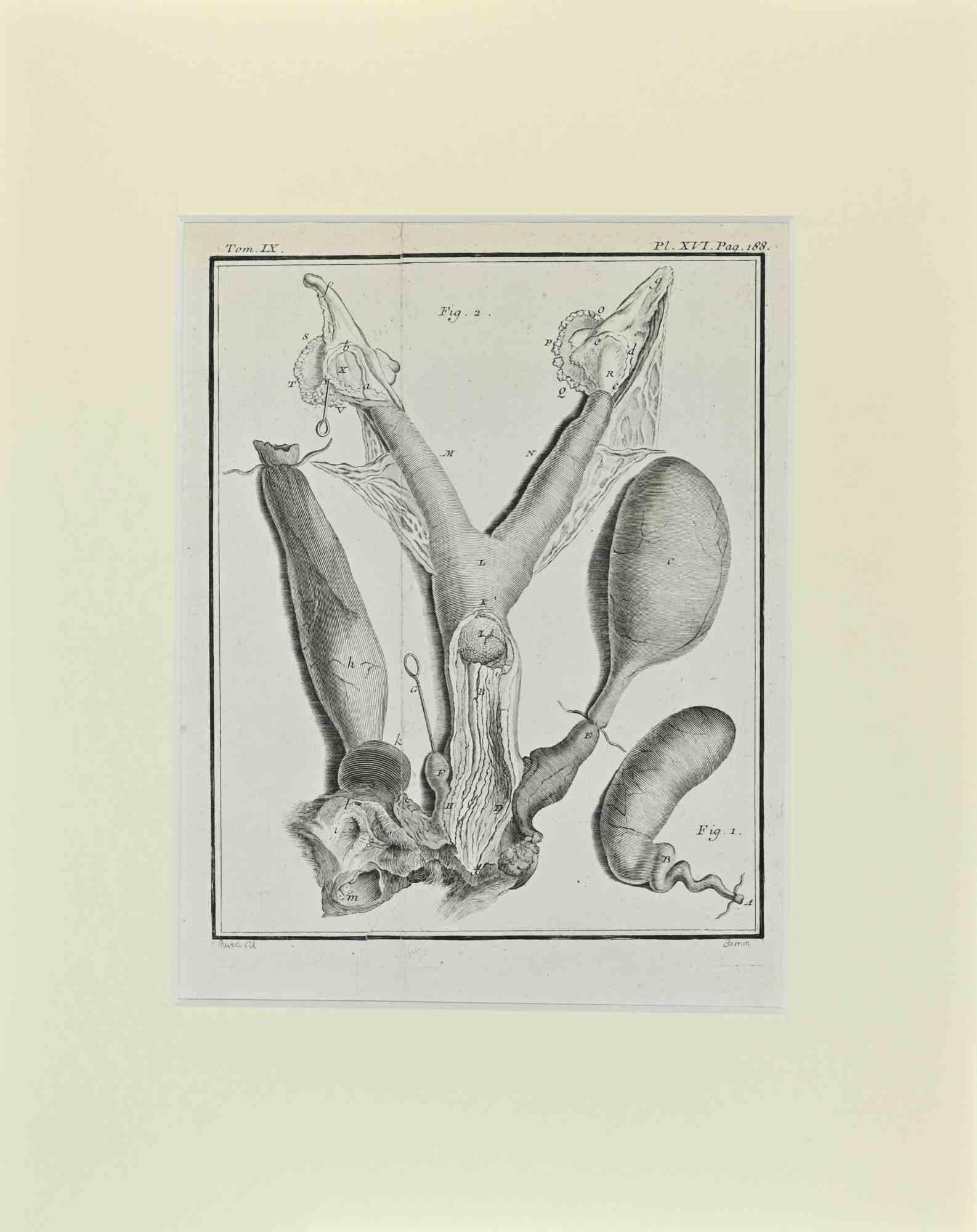 Animal Anatomy is an artwork realized  by  Buvée l'Américain in 1771.  

Etching B./W. print  on ivory paper.

The artwork belongs to the suite "Histoire naturelle, générale et particulière avec la description du Cabinet du Roi". Paris: Imprimerie