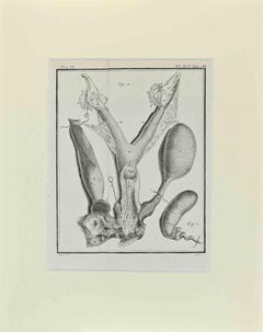 Anatomie animale - Gravure de Buvée l'Américain - 1771