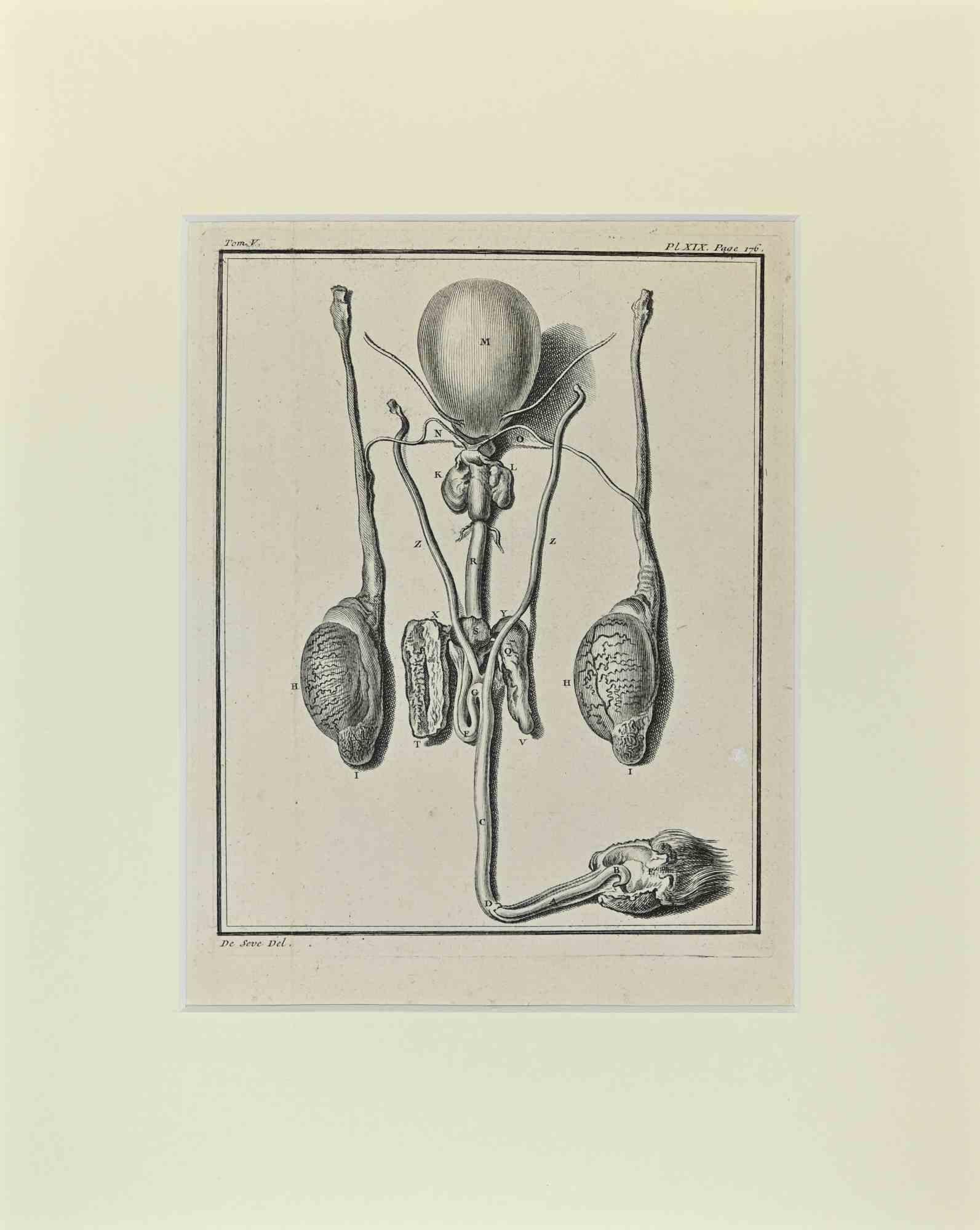 Animal Anatomy is an artwork realize by Buvée l'Américain in 1771.  

Etching B./W. print  on ivory paper.

The artwork belongs to the suite "Histoire naturelle, générale et particulière avec la description du Cabinet du Roi". Paris: Imprimerie