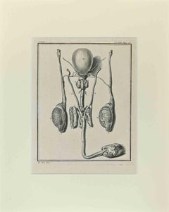 Anatomie animale - Gravure de Buvée l'Américain - 1771
