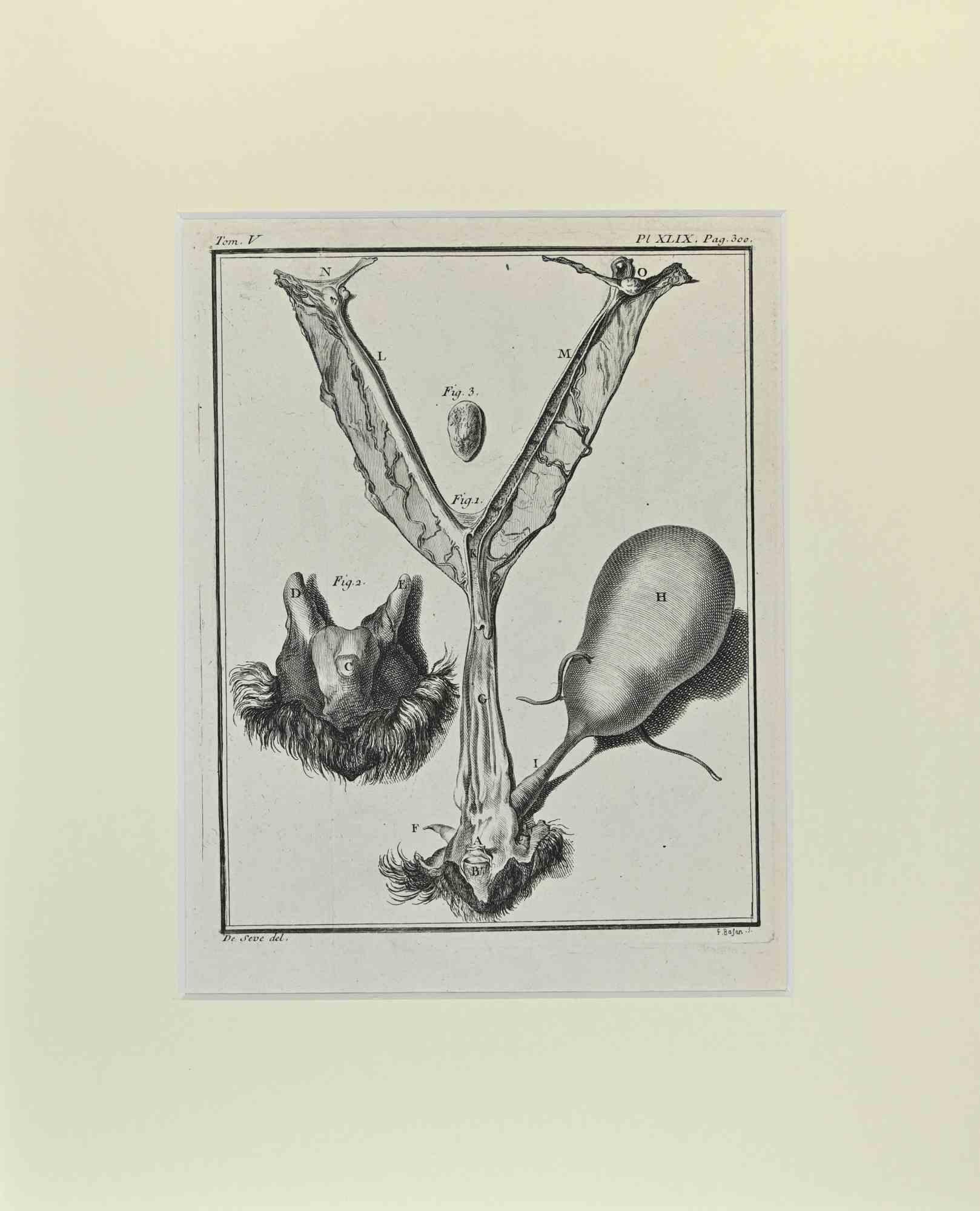 Animal Anatomy is an artwork realized by Buvée l'Américain in 1771.  

Etching B./W. print  on ivory paper.

The artwork belongs to the suite "Histoire naturelle, générale et particulière avec la description du Cabinet du Roi". Paris: Imprimerie
