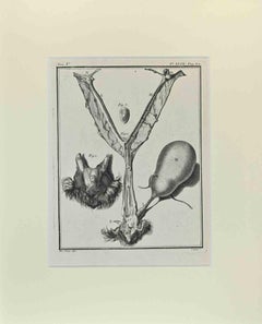 Animal Anatomy - Etching by Buvée l'Américain - 1771
