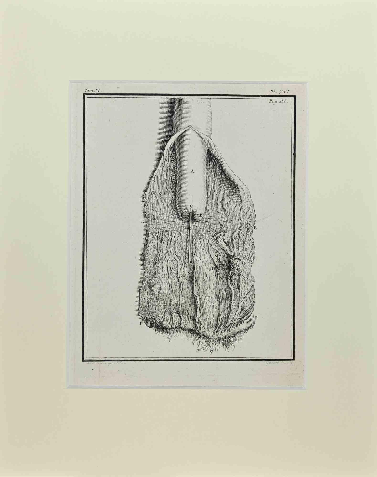 Anatomía Animal es una obra de arte realizada por Buvée l'Américain en 1771.  

Grabado al aguafuerte B./W. sobre papel marfil.

La obra pertenece al conjunto "Histoire naturelle, générale et particulière avec la description du Cabinet du Roi".