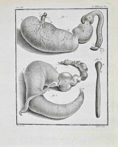 Anatomie animale - Gravure de Buvée l'Américain - 1771