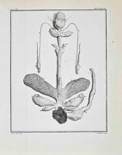 Tierische Anatomie - Radierung von Buvée l'Américain - 1771