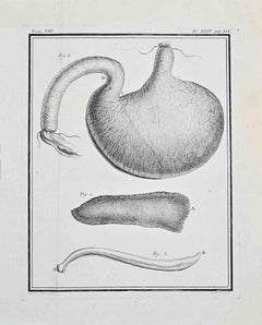 Animal Anatomy - Etching by Buvée l'Américain - 1771
