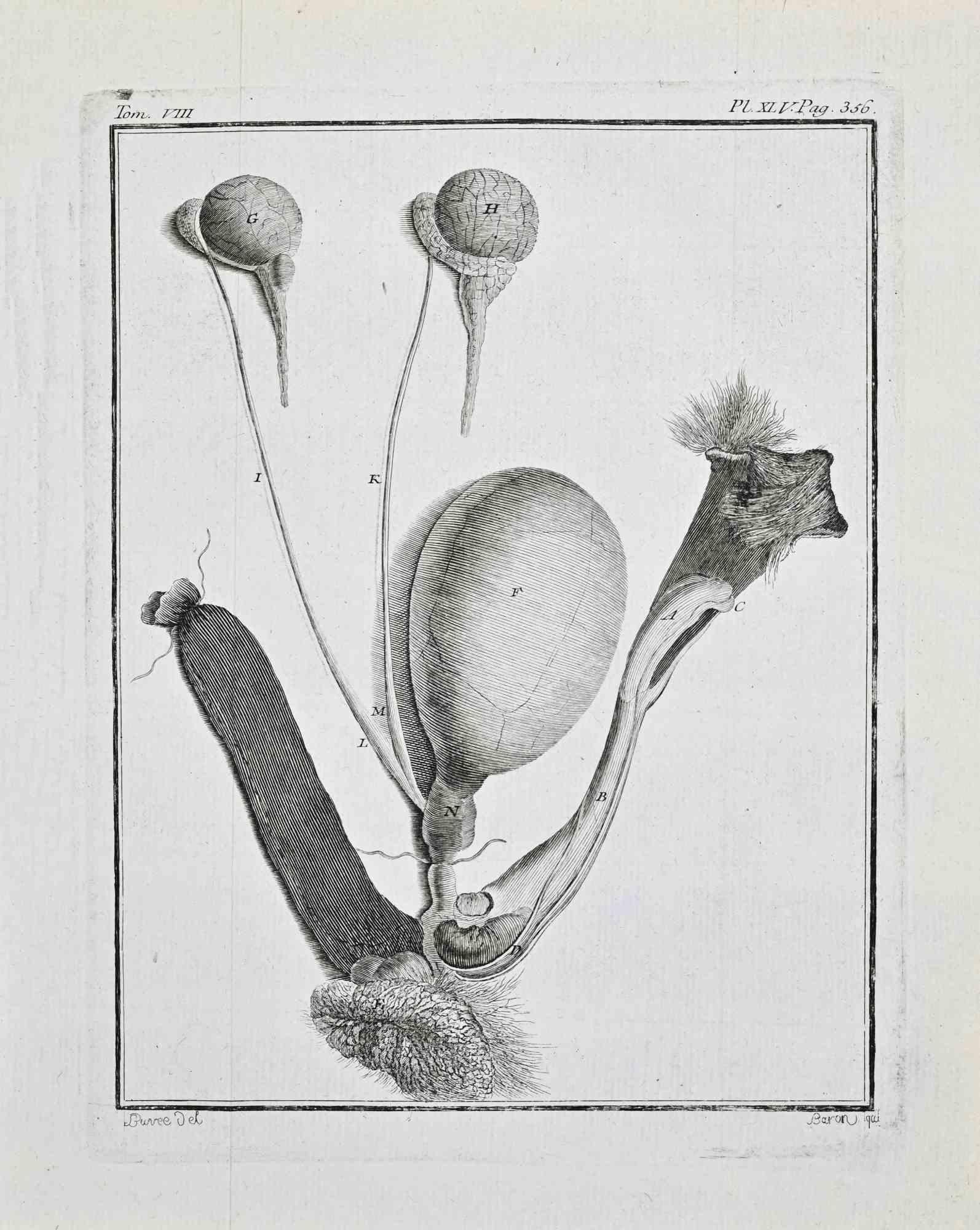 Animal Anatomy - Etching by Buvée l'Américain - 1771