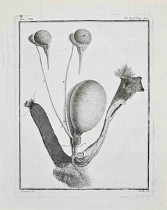 Animal Anatomy - Etching by Buvée l'Américain - 1771