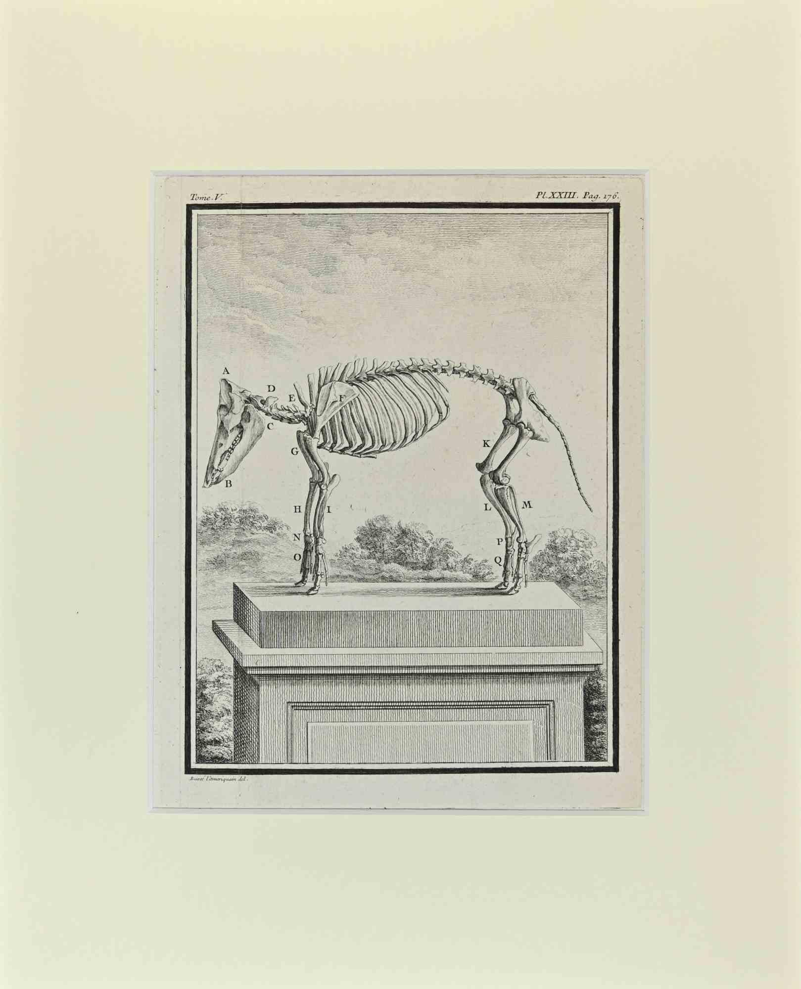 Animal Skeleton is an artwork realized  by  Buvée l'Américain in 1771.  

Etching B./W. print  on ivory paper. Signed on  plate on the lower left margin.

The work is glued on cardboard. Total dimensions: 35x28 cm.

The artwork belongs to the suite