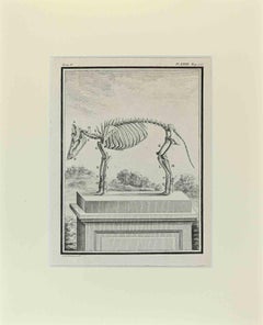 Antique Animal Skeleton - Etching by Buvée l'Américain - 1771