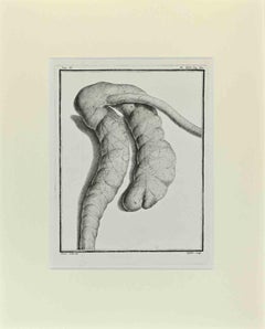 Chauves-souris  Anatomie - Gravure de Buvée l'Américain - 1771