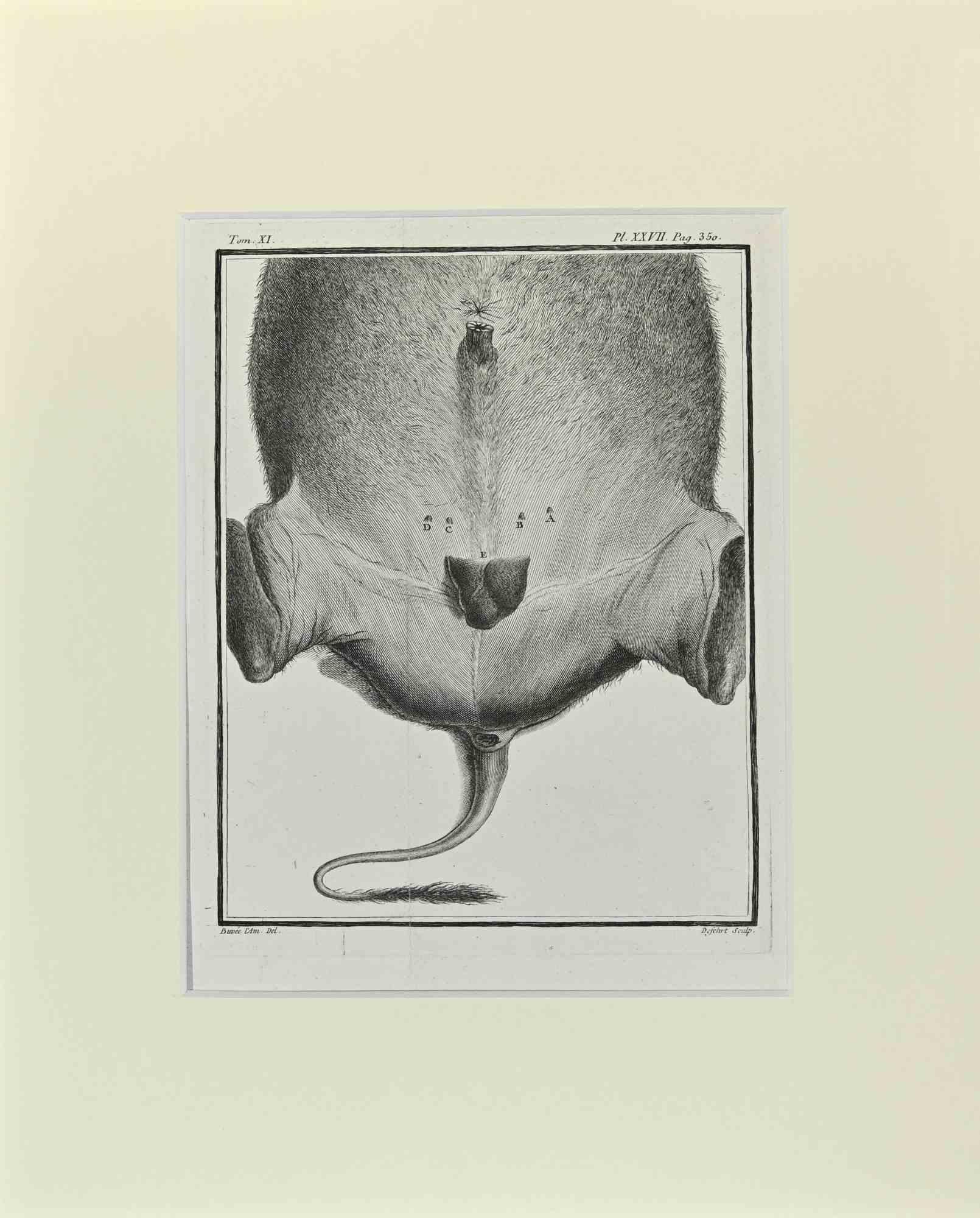Buffalo Anatomy  is an artwork realized  by  Buvée l'Américain in 1771.  

Etching B./W. print  on ivory paper. Signed on  plate on the lower left margin.

The work is glued on cardboard. Total dimensions: 35x28 cm.

The artwork belongs to the suite