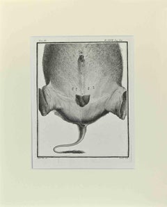 Buffalo Anatomy - Etching by Buvée l'Américain - 1771