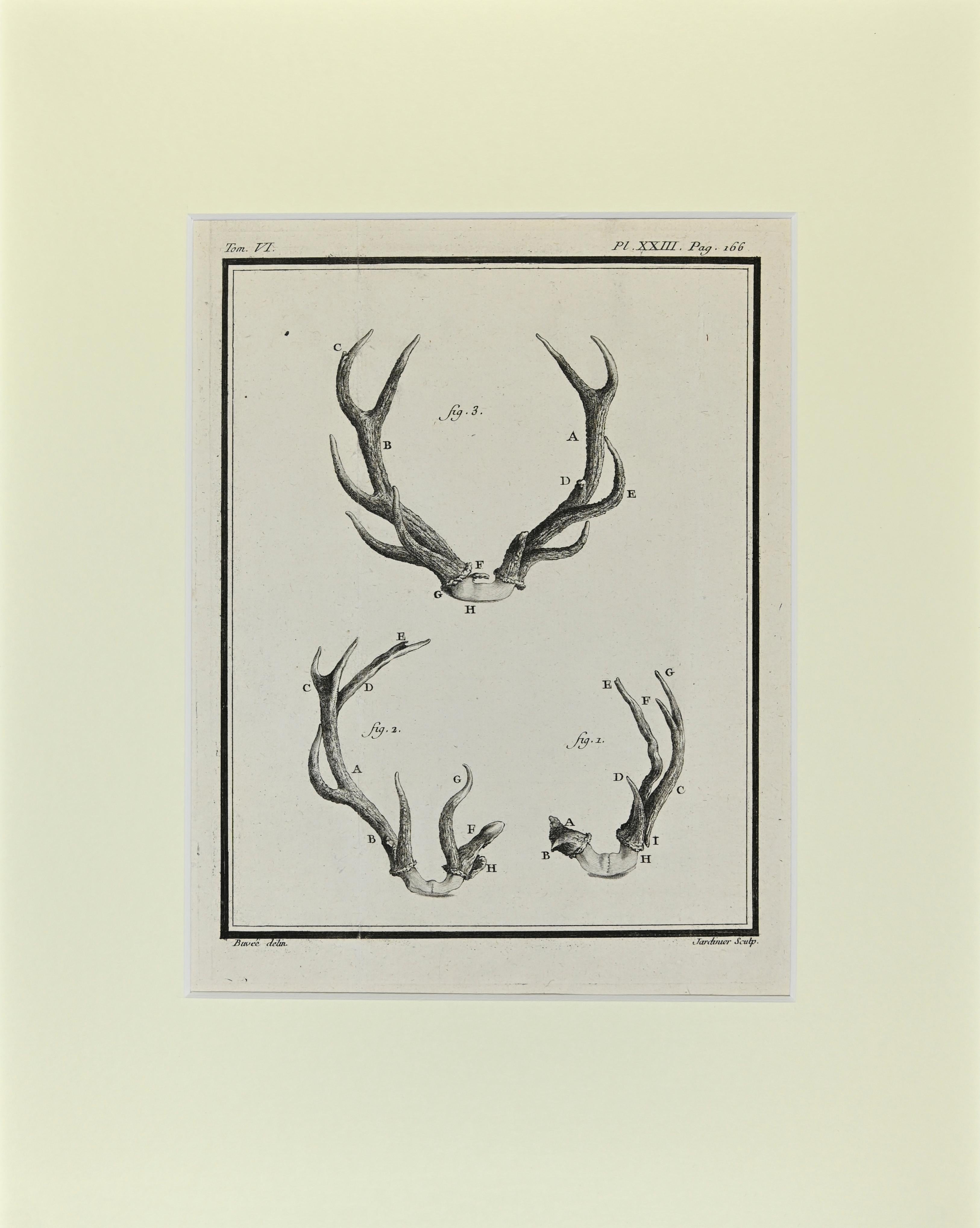 Cornamentas is an artwork realized  by  Buvée l'Américain in 1771.  

Etching B./W. print  on ivory paper. Signed on  plate on the lower left margin.

The work is glued on cardboard. Total dimensions: 35x28 cm.

The artwork belongs to the suite