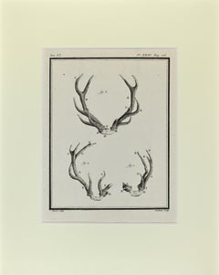 Cornamentas - Etching by Buvée l'Américain - 1771