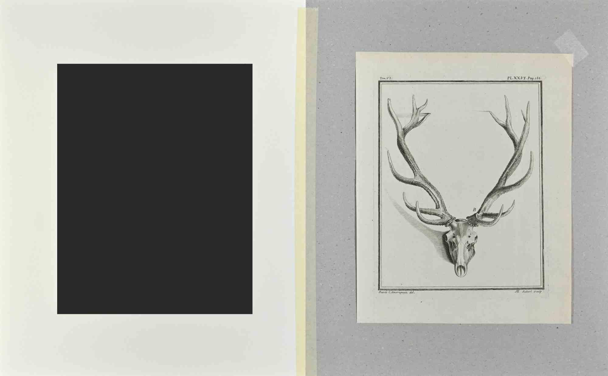 Deer Horns - Etching by Buvée l'Américain - 1771 For Sale 1