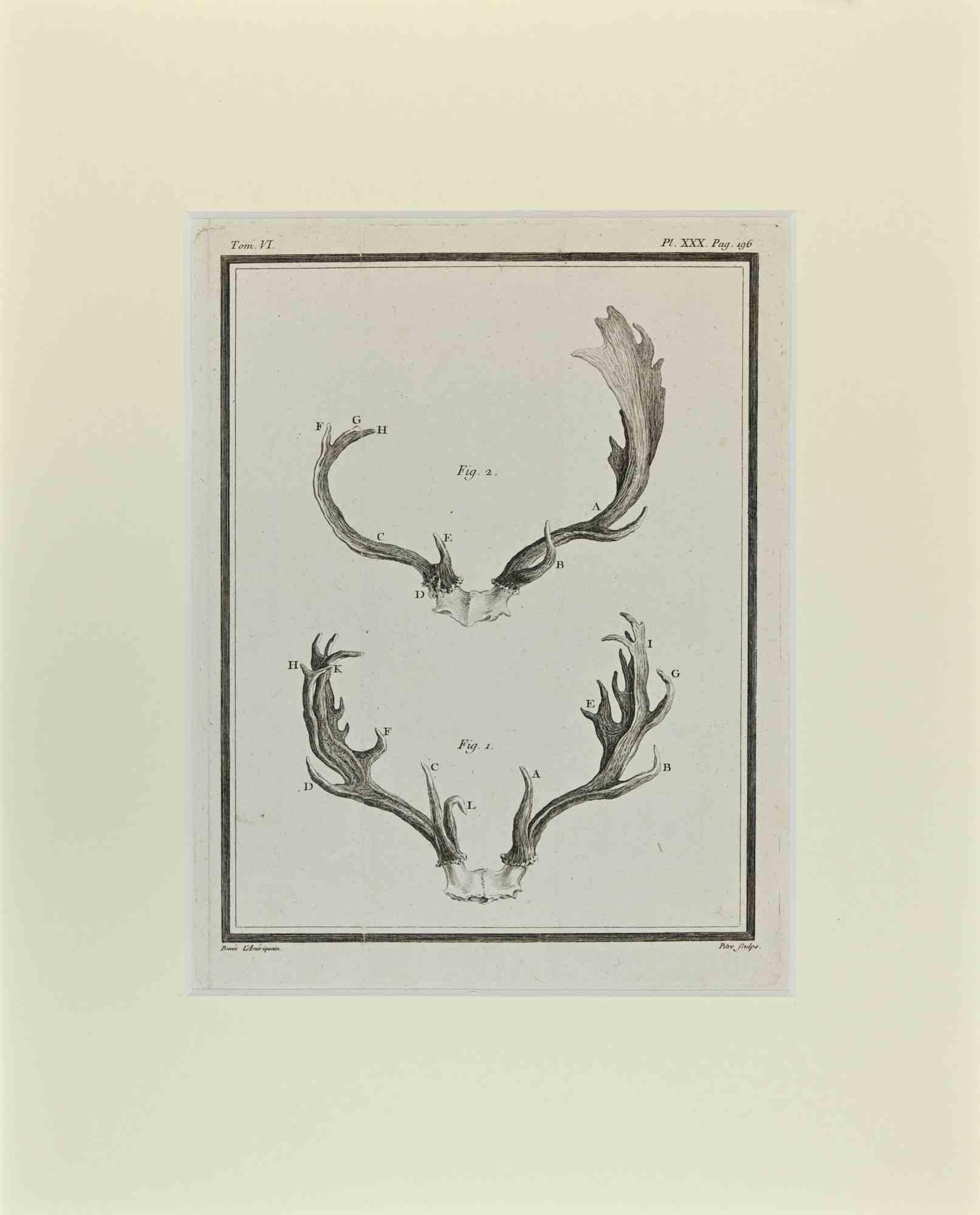 Deer horns is an artwork realized  by  Buvée l'Américain in 1771.  

Etching B./W. print  on ivory paper. Signed on  plate on the lower left margin.

The work is glued on cardboard. Total dimensions: 35x28 cm.

The artwork belongs to the suite