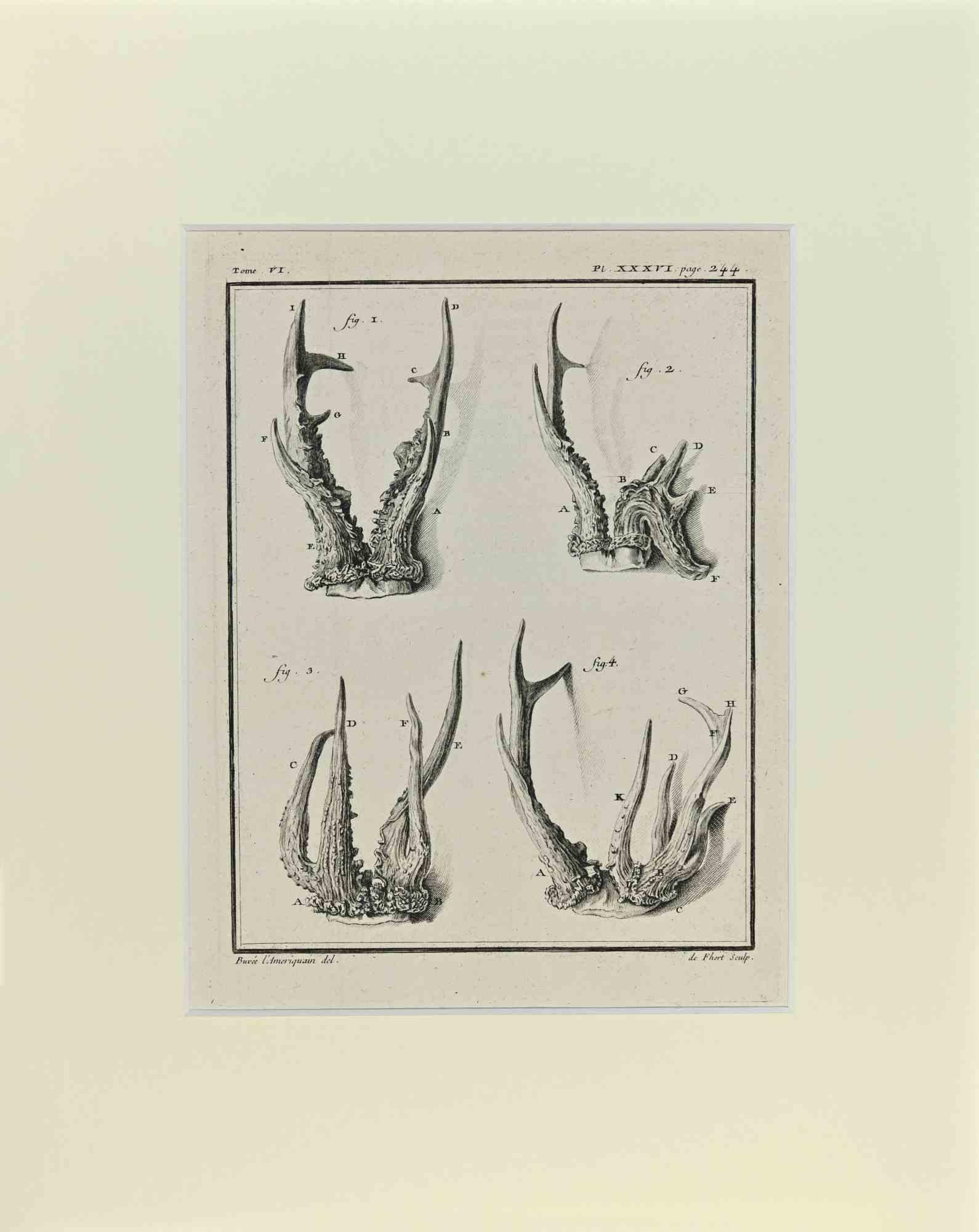 Deer horns is an artwork realized by Buvée l'Américain in 1771.  

Etching B./W. print  on ivory paper. Signed on  plate on the lower left margin.

The work is glued on cardboard. Total dimensions: 35x28 cm.

The artwork belongs to the suite