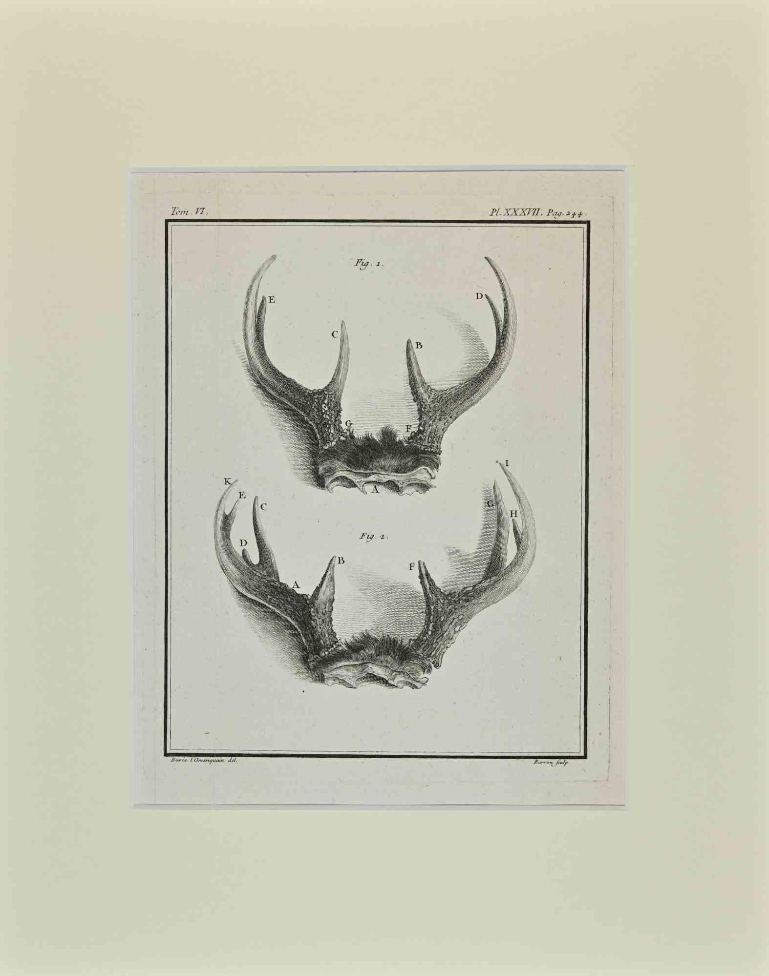 Hirschhörner ist ein Kunstwerk von Buvée l'Américain aus dem Jahr 1771.  

Radierung B./W. Druck auf Elfenbeinpapier. Signiert auf der Platte am unteren linken Rand.

Das Werk ist auf Karton geklebt. Abmessungen insgesamt: 35x28 cm.

Das Kunstwerk