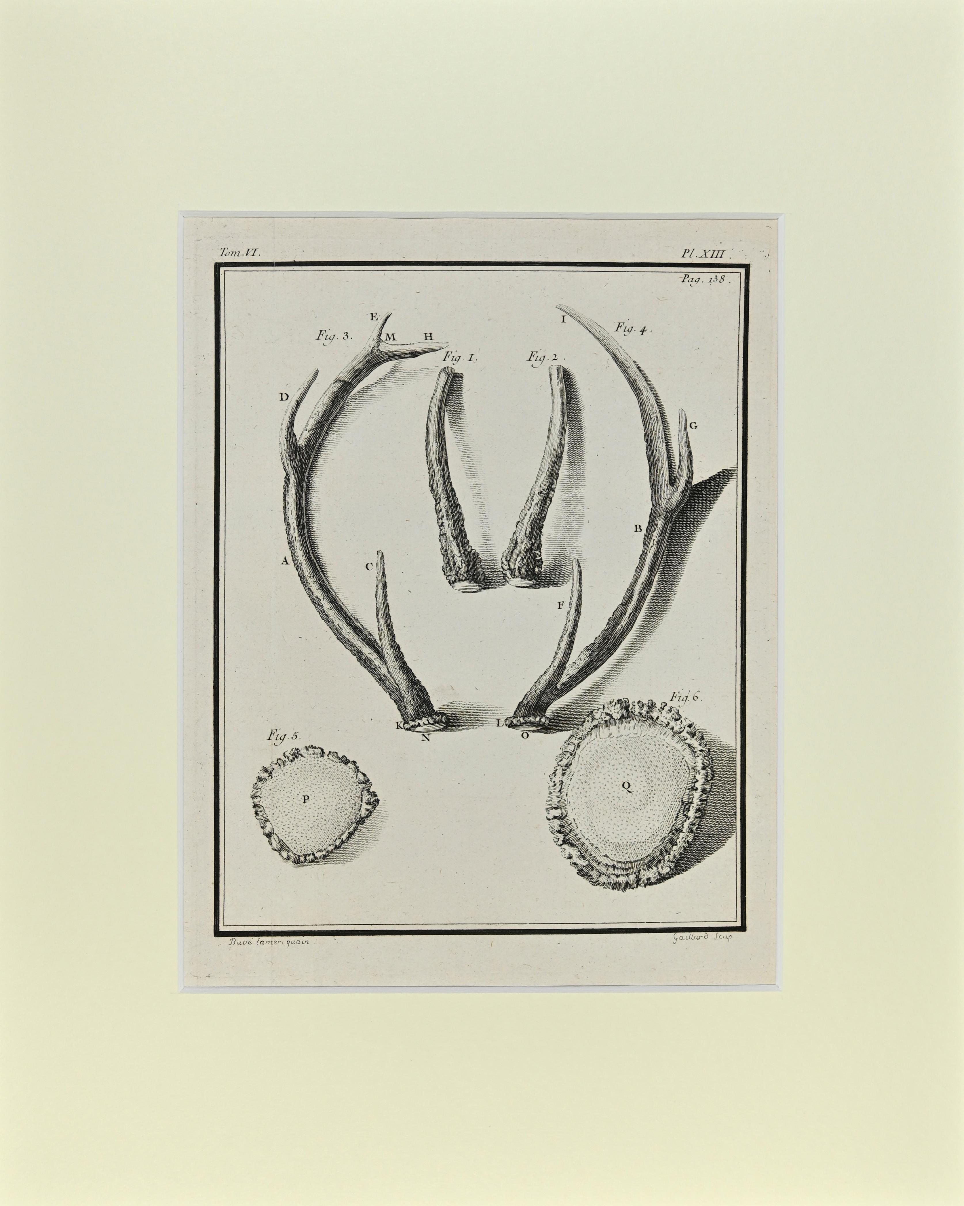 Deer horns is an artwork realized  by  Buvée l'Américain in 1771.  

Etching B./W. print  on ivory paper. Signed on  plate on the lower left margin.

The work is glued on cardboard. Total dimensions: 35x28 cm.

The artwork belongs to the suite