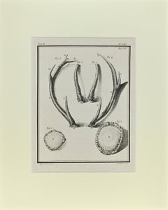 Deer Horns - Etching by Buvée l'Américain - 1771