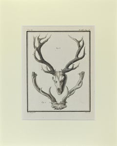 Antique Deer Horns - Etching by Buvée l'Américain - 1771