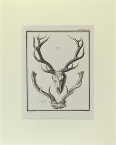 Cornes de cerf - Gravure de Buvée l'Américain - 1771