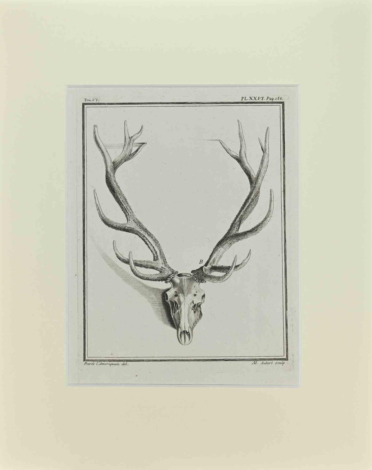 Deer Horns  is an artwork realized  by  Buvée l'Américain in 1771.  

Etching B./W. print  on ivory paper. Signed on  plate on the lower left margin.

The work is glued on cardboard. Total dimensions: 35x28 cm.

The artwork belongs to the suite