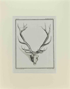 Deer Horns - Etching by Buvée l'Américain - 1771