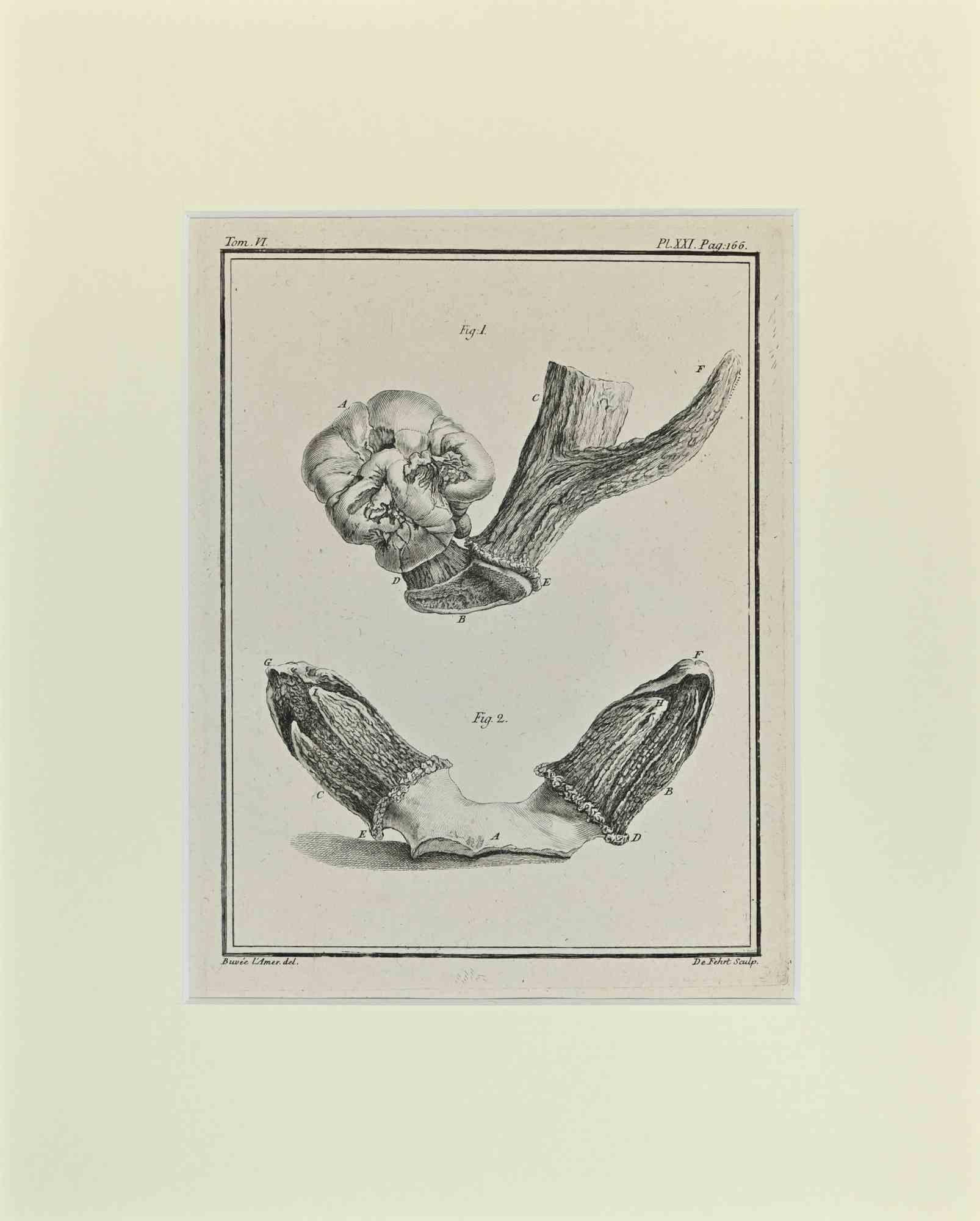 Deer Horns is an artwork realized  by  Buvée l'Américain in 1771.  

Etching B./W. print  on ivory paper. Signed on  plate on the lower left margin.

The work is glued on cardboard. Total dimensions: 35x28 cm.

The artwork belongs to the suite