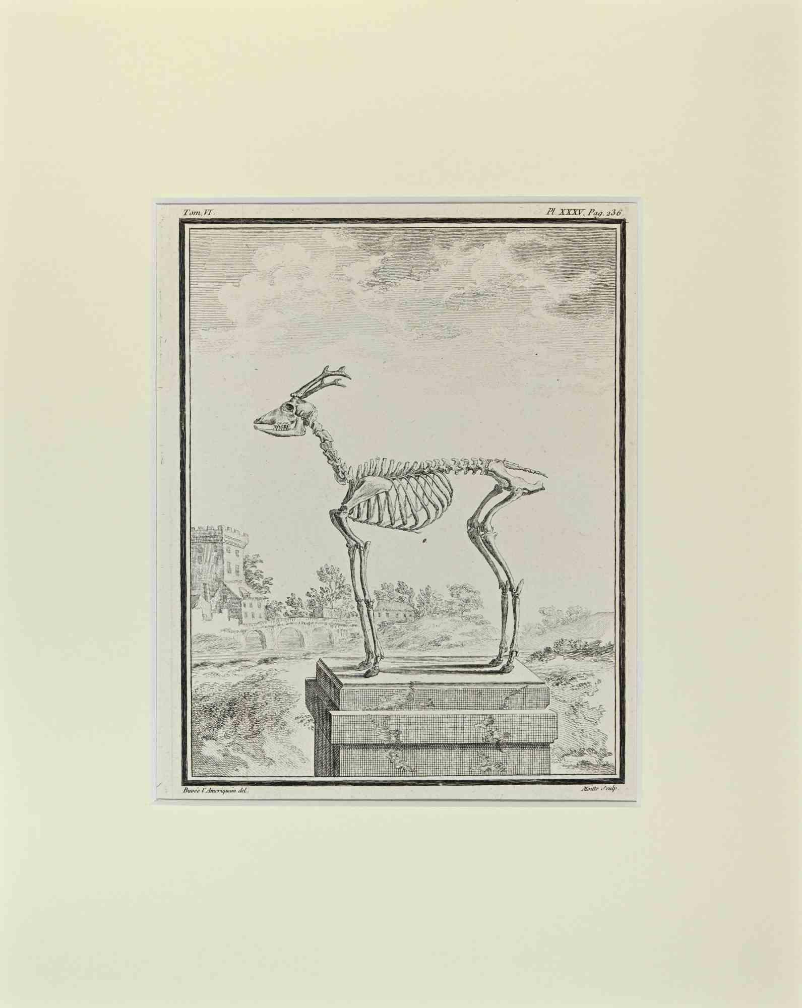 Deer Skeleton is an artwork realized  by  Buvée l'Américain in 1771.  

Etching B./W. print  on ivory paper. Signed on  plate on the lower left margin.

The work is glued on cardboard. Total dimensions: 35x28 cm.

The artwork belongs to the suite
