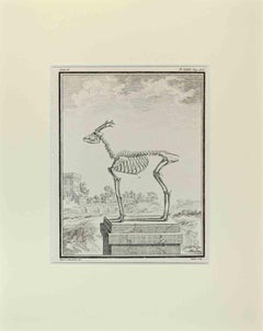 Squelette de cerf - Gravure de Buvée l'Américain - 1771