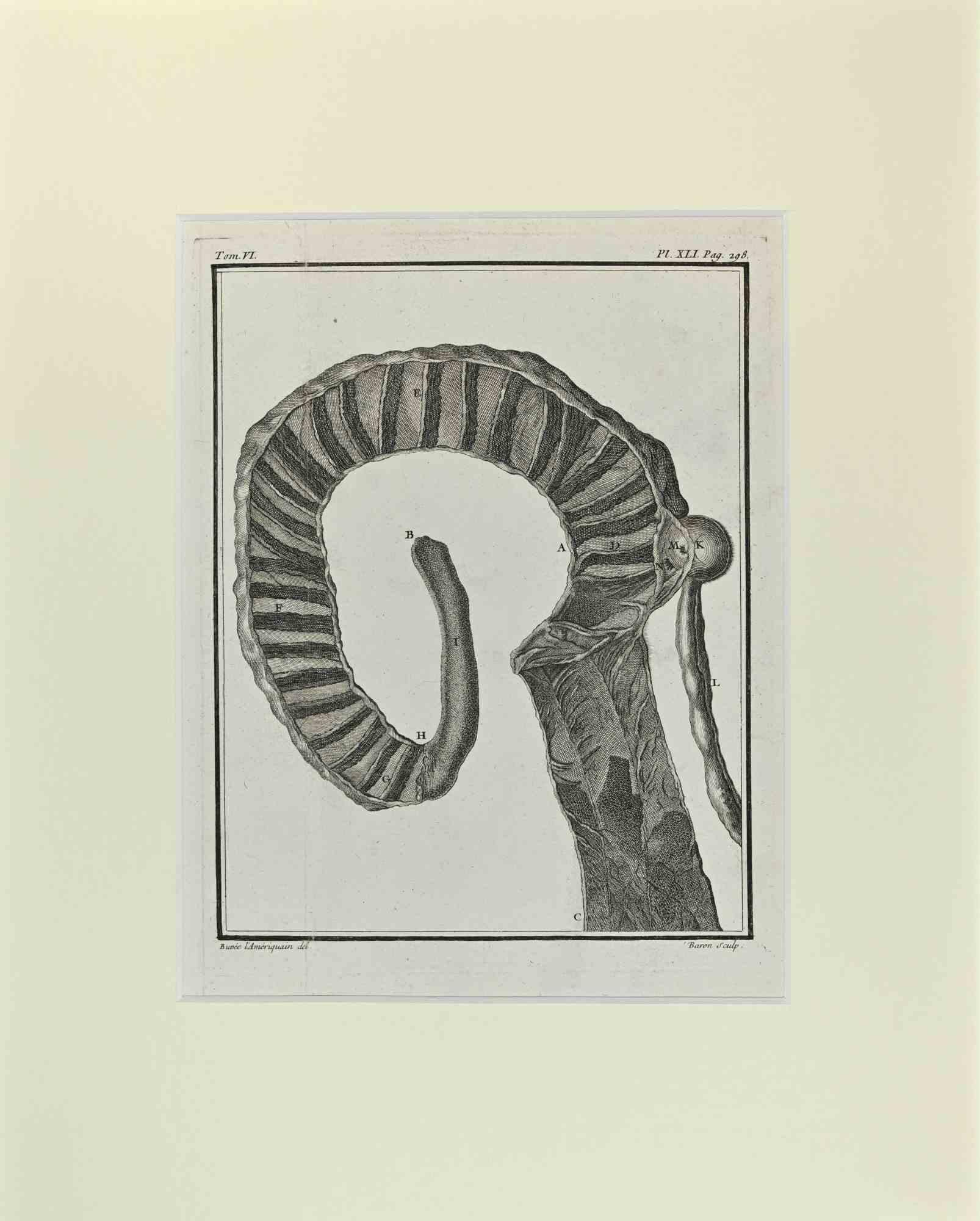 Das Hornskelett ist ein Kunstwerk von Buvée l'Américain aus dem Jahr 1771.  

Radierung B./W. Druck auf Elfenbeinpapier. Signiert auf der Platte am unteren linken Rand.

Das Werk ist auf Karton geklebt. Abmessungen insgesamt: 35x28 cm.

Das