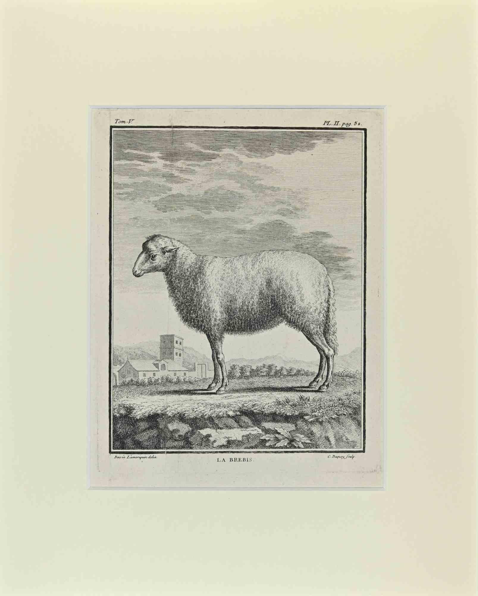 La Brebis es una obra de arte realizada por Buvée l'Américain en 1771.  

Grabado al aguafuerte B./W. sobre papel marfil.

La obra pertenece al conjunto "Histoire naturelle, générale et particulière avec la description du Cabinet du Roi". París: