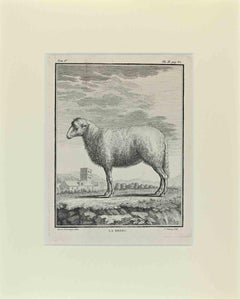 La Brebis - Gravure de Buvée l'Américain - 1771
