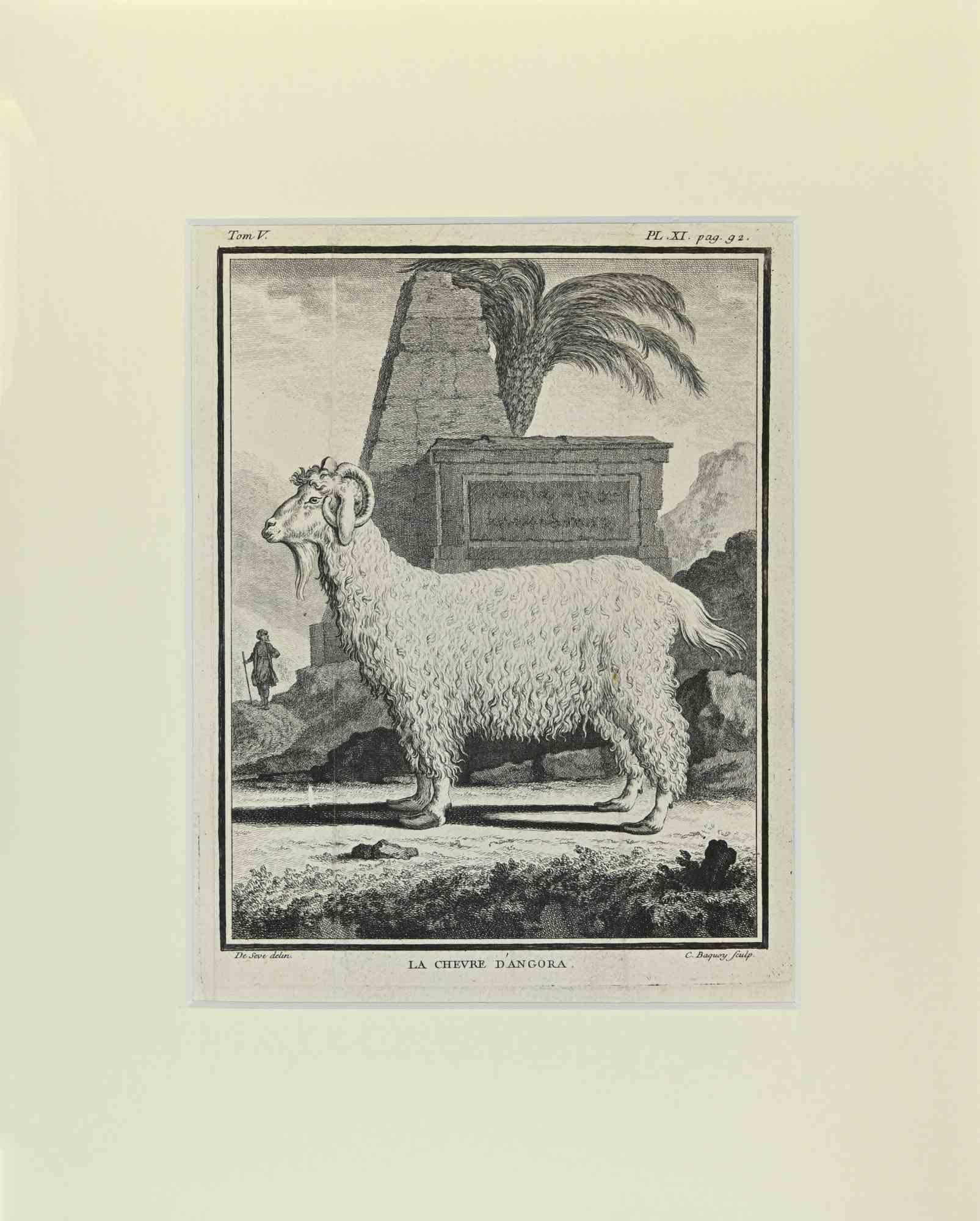 La Chevre Dangora is an artwork realized  by  Buvée l'Américain in 1771.  

Etching B./W. print  on ivory paper.

The artwork belongs to the suite "Histoire naturelle, générale et particulière avec la description du Cabinet du Roi". Paris: