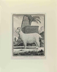 La Chevre Dangora - Gravure de Buvée l'Américain - 1771