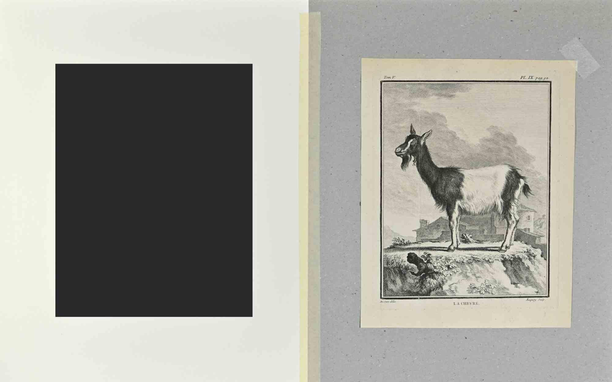 La Chevre - Etching by Buvée l'Américain - 1771 For Sale 1
