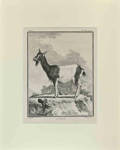 La Chevre - Gravure de Buvée l'Américain - 1771