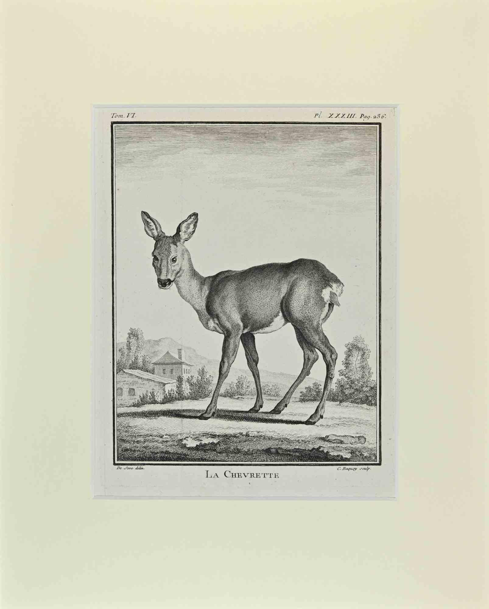 La Chevrette is an artwork realized  by  Buvée l'Américain in 1771.  

Etching B./W. print  on ivory paper.

The artwork belongs to the suite "Histoire naturelle, générale et particulière avec la description du Cabinet du Roi". Paris: Imprimerie