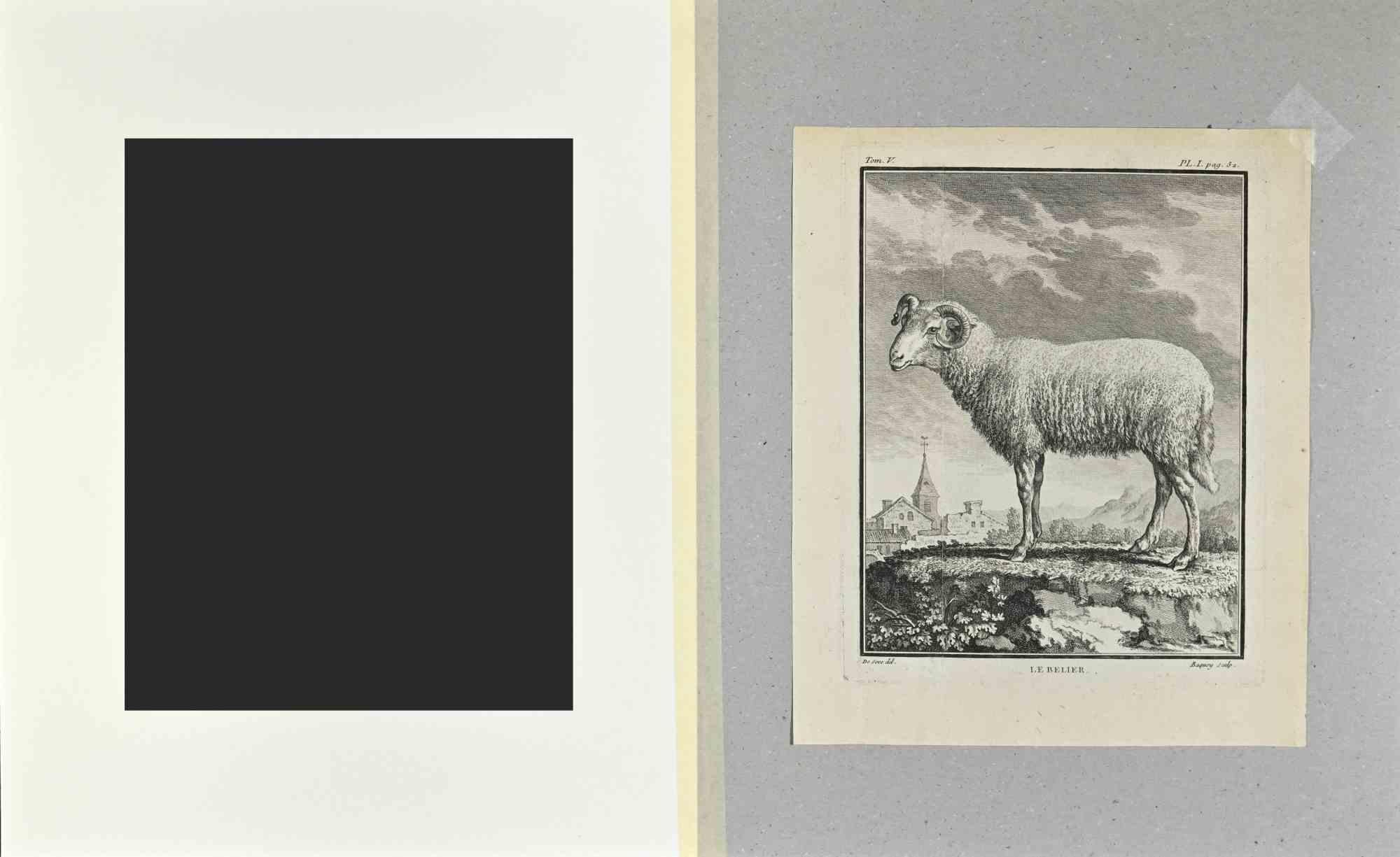 Le Belier - Etching by Buvée l'Américain - 1771 For Sale 1