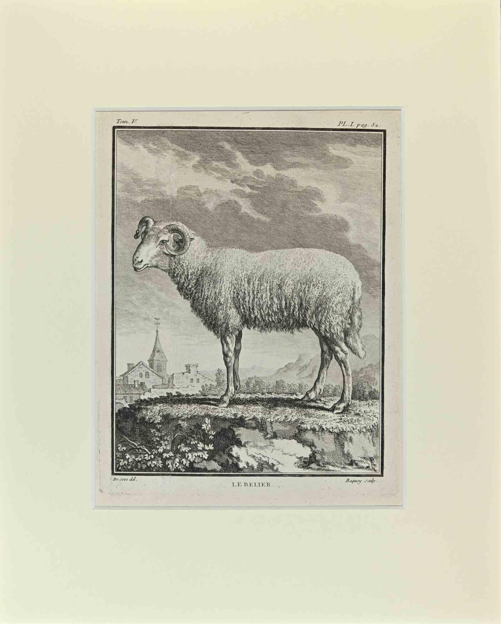 Le Belier is an artwork realized  by  Buvée l'Américain in 1771.  

Etching B./W. print  on ivory paper.

The artwork belongs to the suite "Histoire naturelle, générale et particulière avec la description du Cabinet du Roi". Paris: Imprimerie