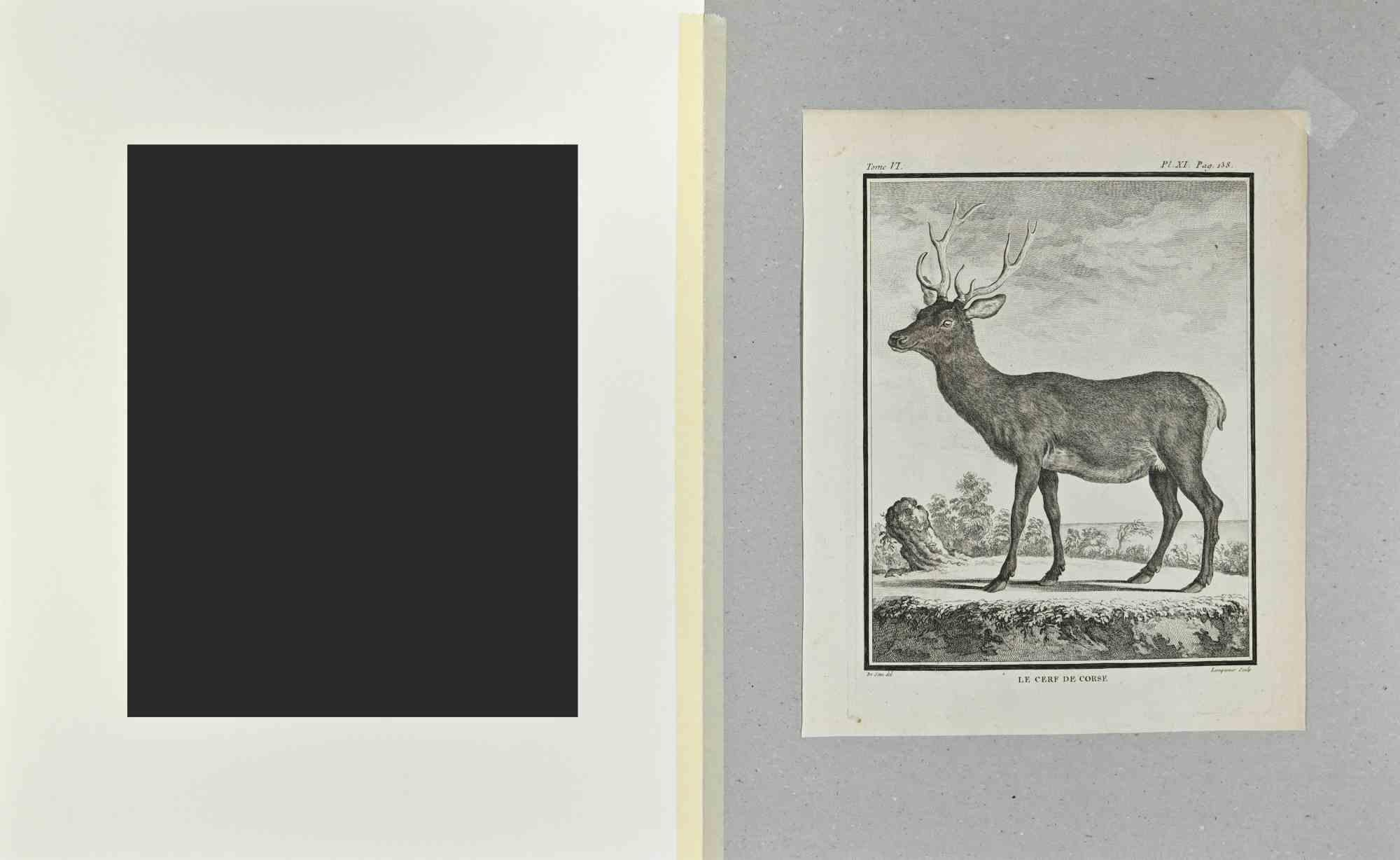 Le Cerf De Corse - Aguafuerte de Buvée l'Américain - 1771 en venta 1