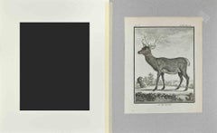 Le Cerf De Corse - Aguafuerte de Buvée l'Américain - 1771