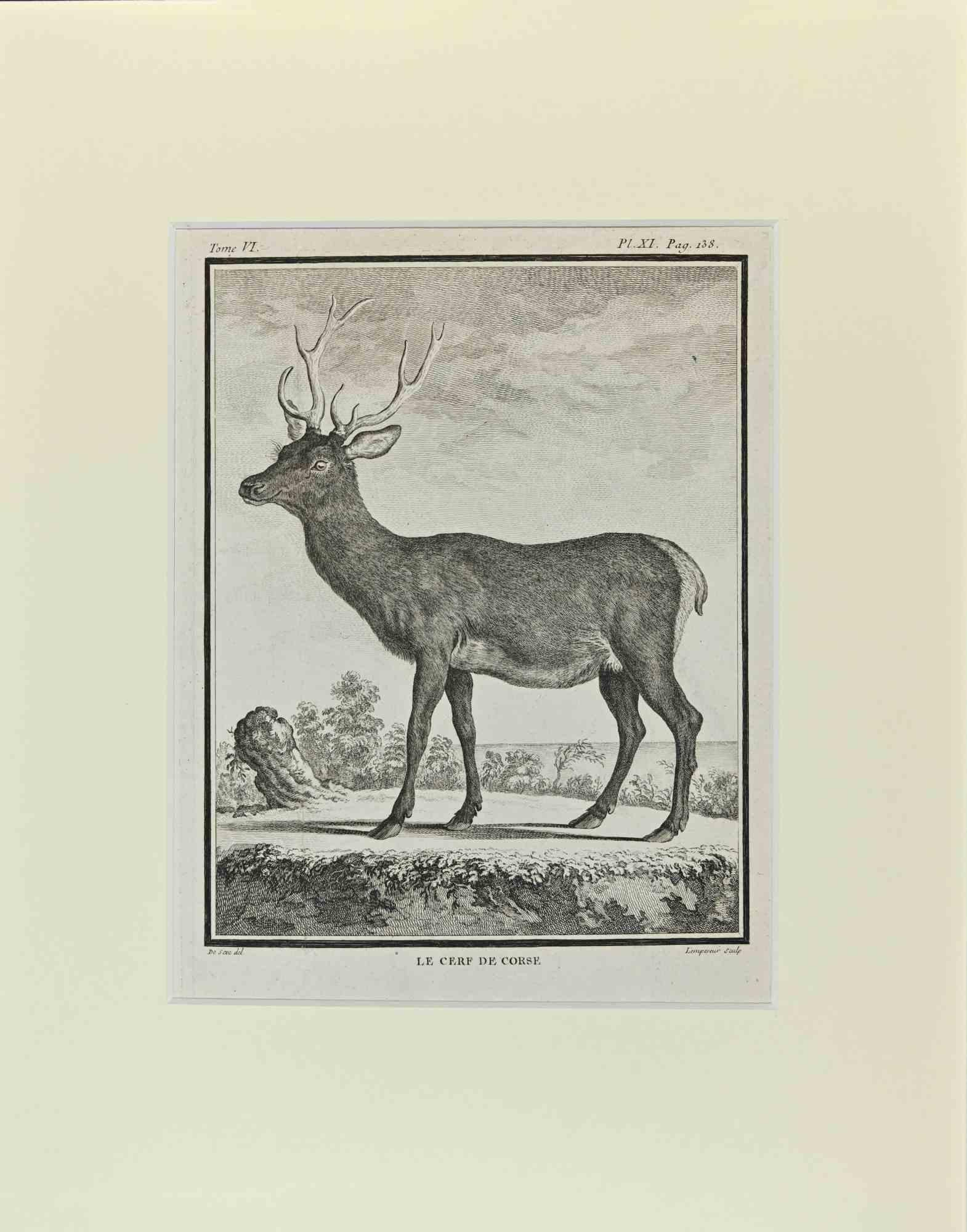Le Cerf De Corse es una obra de arte realizada por Buvée l'Américain en 1771.  

Grabado al aguafuerte B./W. sobre papel marfil.

La obra pertenece al conjunto "Histoire naturelle, générale et particulière avec la description du Cabinet du Roi".
