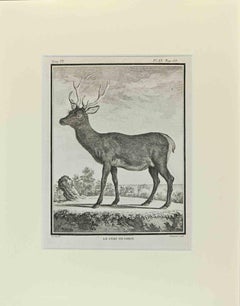 Le Cerf De Corse - Acquaforte di Buvée l'Américain - 1771