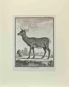 Le Cerf De Corse - Gravure de Buvée l'Américain - 1771
