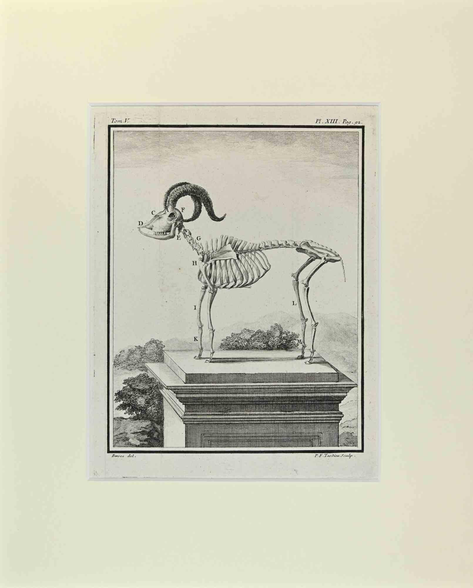Mouflon Wild Sheep  is an artwork realized  by  Buvée l'Américain in 1771.  

Etching B./W. print  on ivory paper. Signed on  plate on the lower left margin.

The work is glued on cardboard. Total dimensions: 35x28 cm.

The artwork belongs to the
