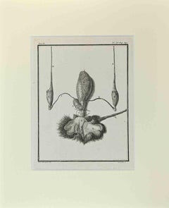 Anatomie du lapin - Gravure de Buvée l'Américain - 1771
